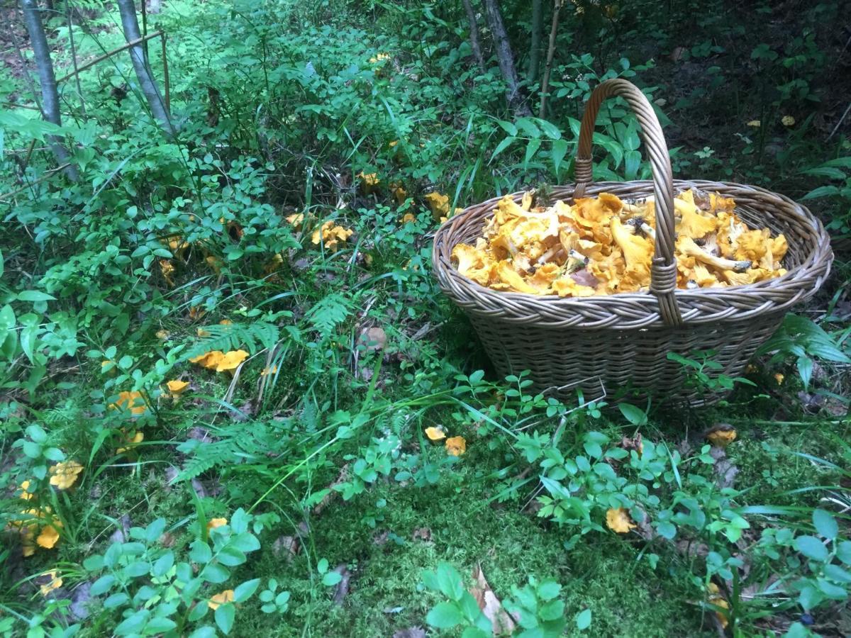 Pensiunea Agroturistica Casa Colinita Ватра Молдовицей Экстерьер фото