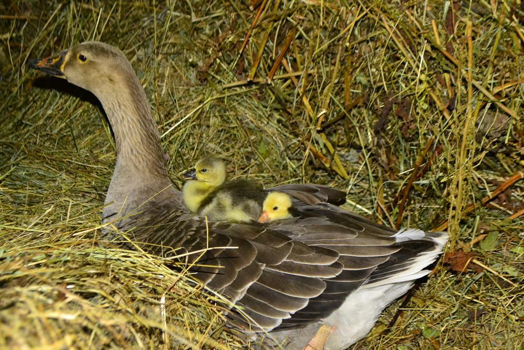 Pensiunea Agroturistica Casa Colinita Ватра Молдовицей Экстерьер фото